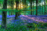 Bluebells